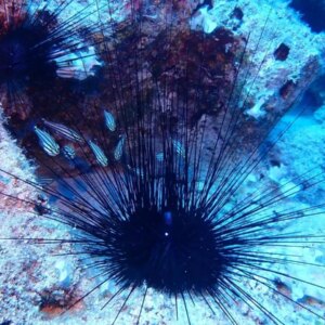 istilaci deniz kestaneleri tehdidi aziDaxrL