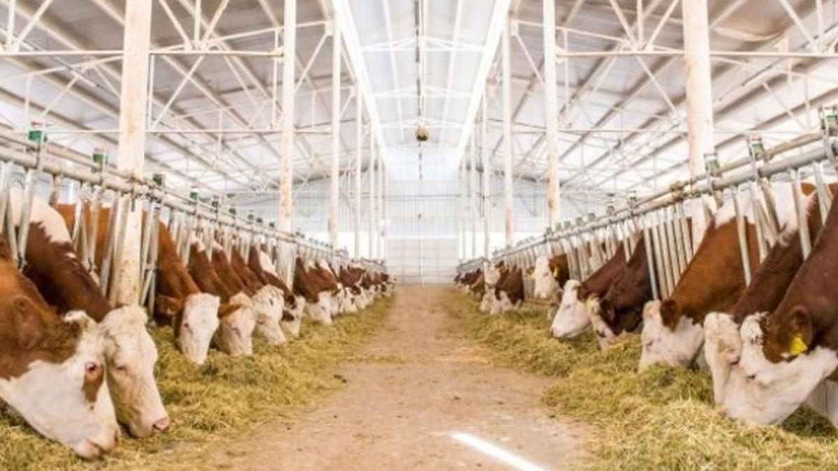 eski hukumlu devlet destegiyle basladi 6 yildir surduruyor S9ZRdmgd