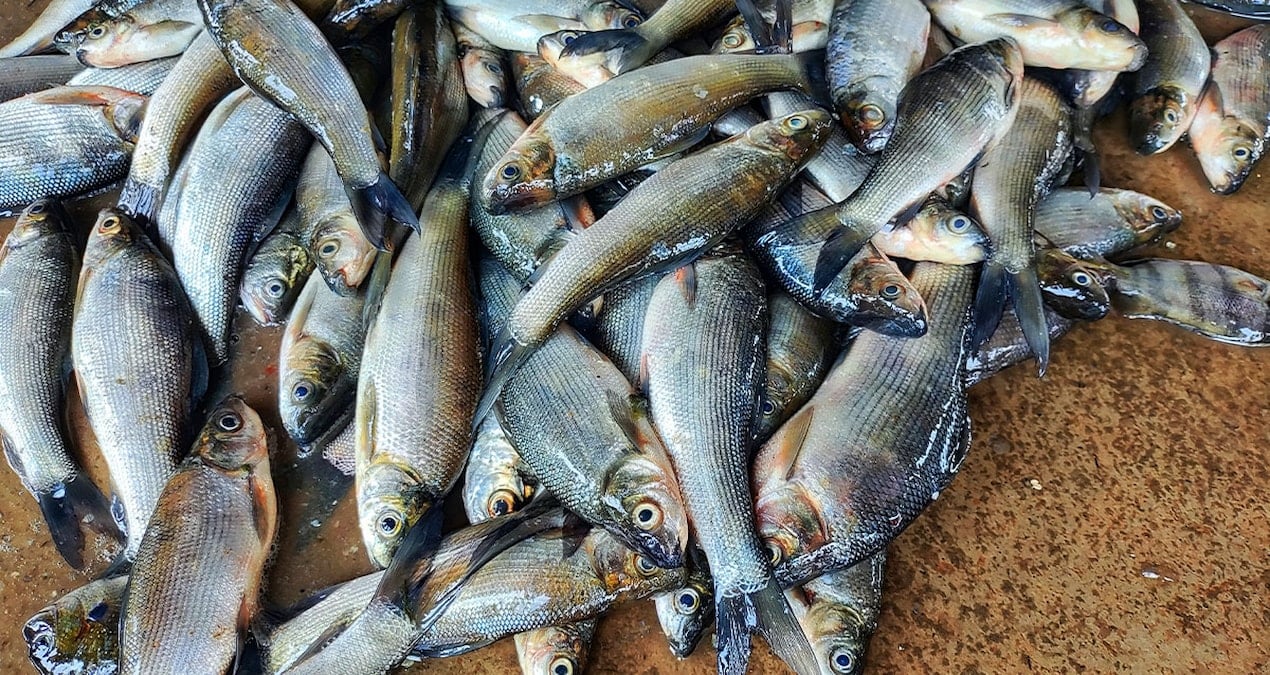 450 kilo balikla hayatlarinin dersini verdi AXkOZb2d.jpg