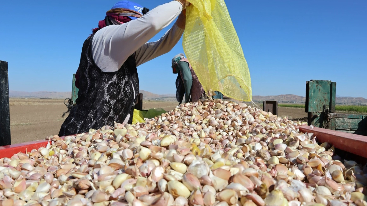 aksarayda organik sarimsaklarin ekimi basladi 53sP3Tbq