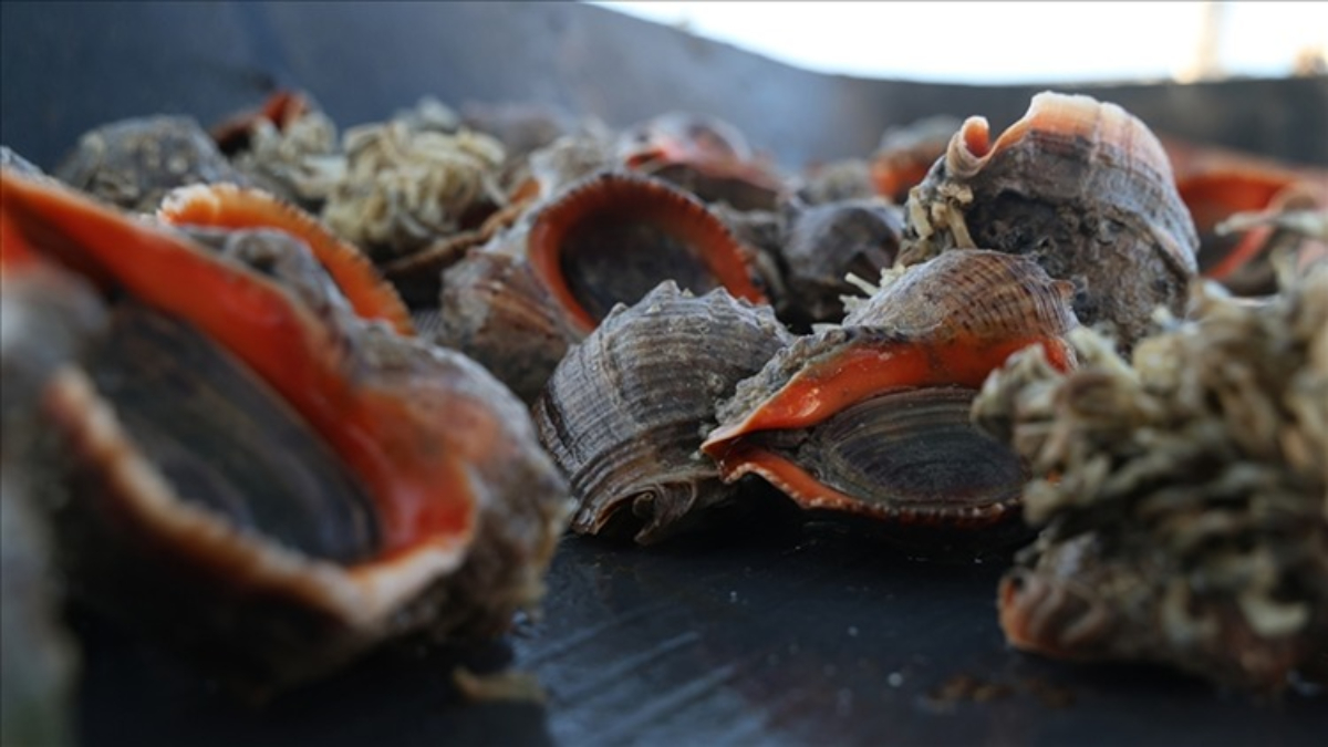 deniz salyangozu ihracatinda 9 ayda 107 milyon dolar 79jmStzO.jpg