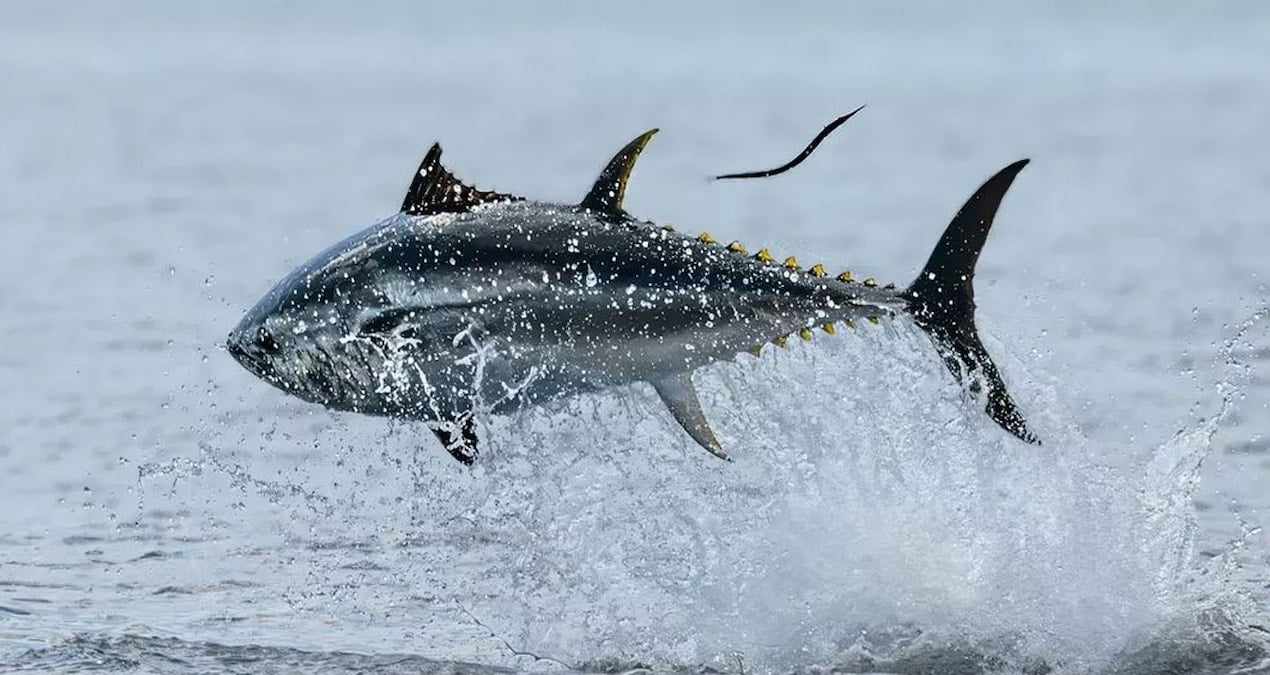 denizden cikti 1000 kisiyi doyuracak degeri 111 bin lira vsaep8ke.jpg