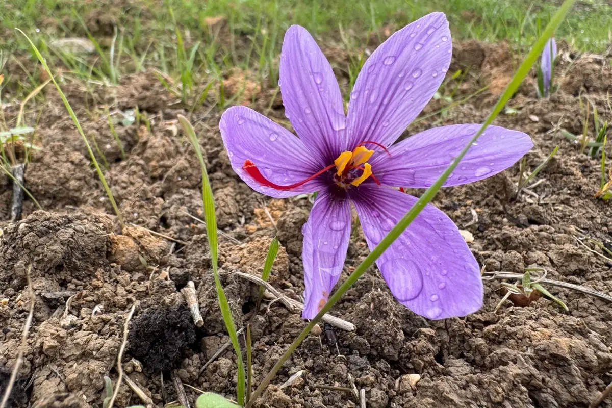 safranboluda 9 safran festivali ve hasadi gerceklestirildi 7uDwRaSW.jpg