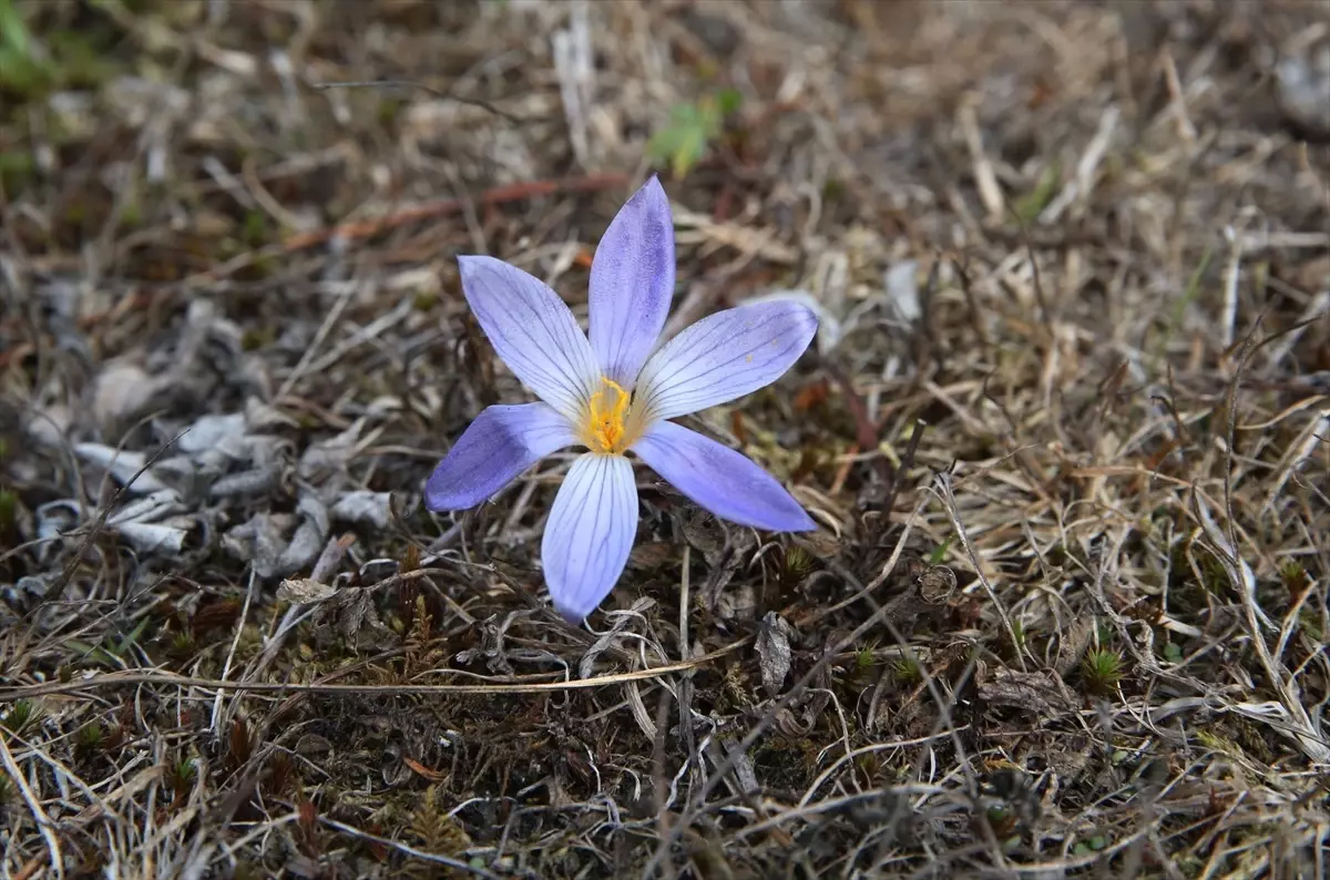 sonbaharin habercisi vargit cicekleri ilgaz dagini susluyor hDcCQbjr