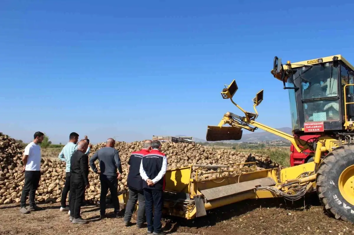 tokatta rekor seker pancari hasadi bekleniyor JtYmwx4x