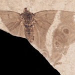 atlas-featured-4950-1775479016-NKaFuU